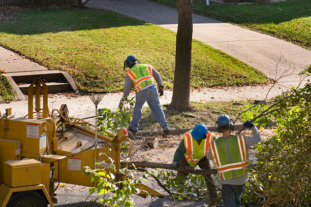 How Our Tree Care Process Works  in Neodesha, KS